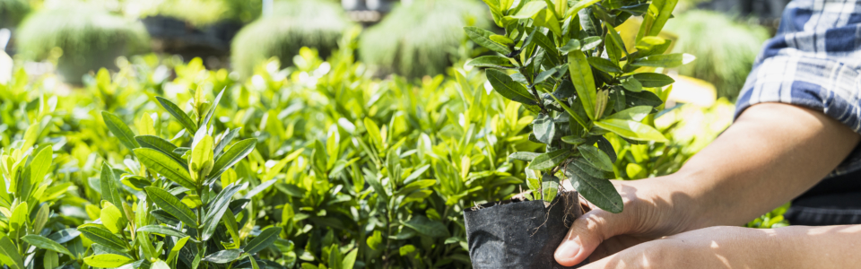 gardening